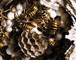 Check for insect/animal nests.